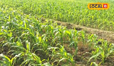 बाबा किसान 5 एकड़ जमीन पर मक्का की खेती-बाड़ी से सीज़न में करते हैं 4 लाख रुपए त