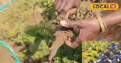 Agri News -  कम मेहनत में कर सकते हैं एग्जॉटिक प्रीमियम फूड की खेती, काला गाजर स