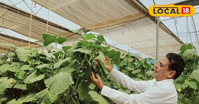 खीरे की खेती 