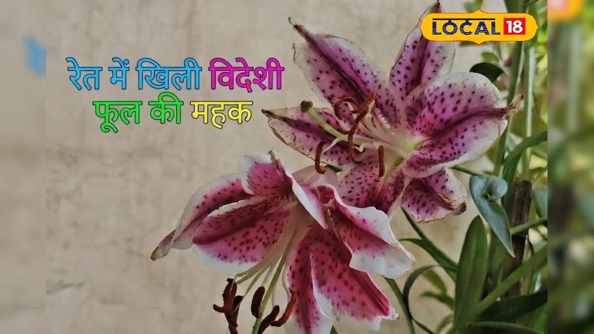 तपते रेगिस्तान में खुशबू का चमत्कार: बाड़मेर की रेत पर पहली बार खिली ‘सुगंध की रानी’ ओरिएंटल लिली