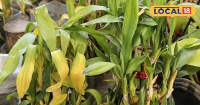 लकी बैम्बू प्लांट बन रहा है गुड लक और पॉजिटिव एनर्जी का नया प्रतीक