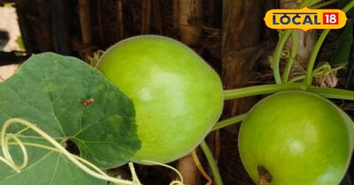 गोल लौकी का चलन तेजी से बढ़ रहा है.