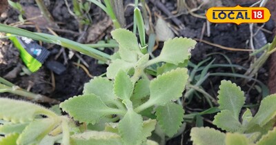 खुशबूदार हरे पत्तों वाली अजवाइन, जो पाचन से लेकर सर्दी-जुकाम तक में देती है राहत