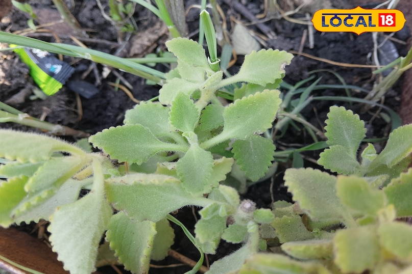 কিভাবে এই উদ্ভিদ সনাক্ত করা যায় 