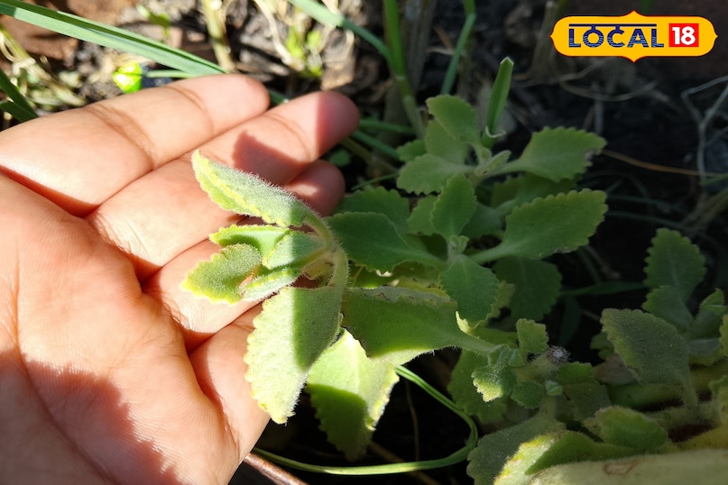 এর সুবিধা 