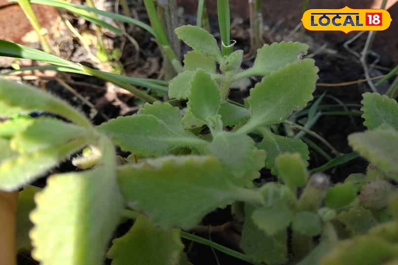 ব্যবহার করা সহজ