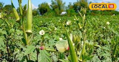 भिंडी की खेती के बारे में बताते देवघर के कृषि विशेषज्ञ