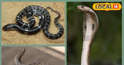 प्रतीकात्मक तस्वीर