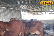 पशुपालकों के लिए राहत, भोजपुर में 13 फरवरी से मुफ्त FMD टीकाकरण अभियान