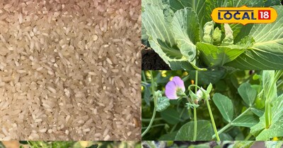 गार्डन के लिए चावल के पानी के फायदे 