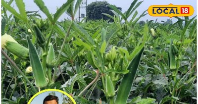 4 vegetables intercropped in one field, okra radish, spinach beetroot will quadr