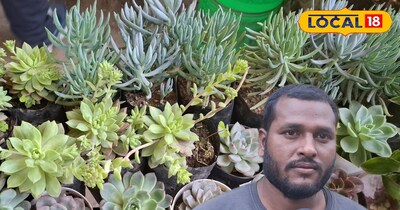 गर्मियों में न सूखने वाले इनडोर प्लांट!