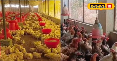 पॉलेट्री फार्म में मुर्गियों की देखभाल कैसे करें