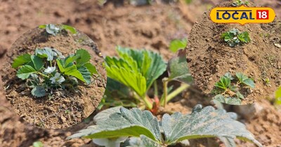 स्टोबरी कि खेती में अनोखा प्रयोग