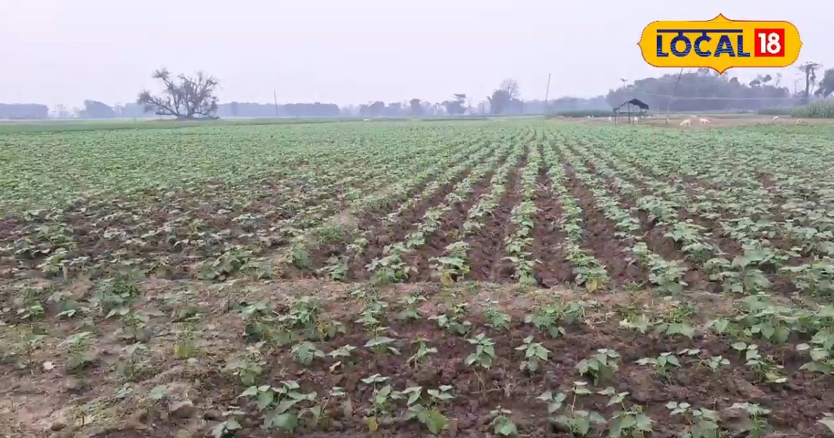 90 दिनों में 200000 का मुनाफा! राजमा की खेती से किसान अनमोल ने बदल ली जिंदगी