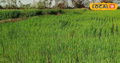 शुगर फ्री’ गेहूं की खेती