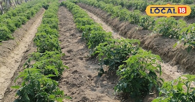 टमाटर की खेती