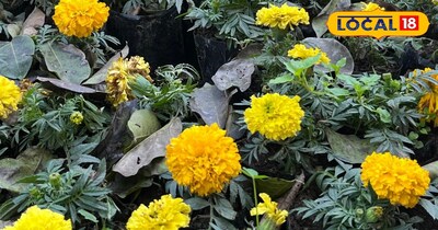 गेंदा के सही प्लांटिंग टिप्स अपनाएं और अपने बगीचे को रंग-बिरंगे फूलों से सजाएं