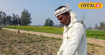 देसी खाद का कमाल! कुकरेजा राज आलू से किसानों की जेब हुई मजबूत, कम लागत से लाखों