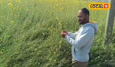 सरसों की फसल में माहू रोग की जानकारी देते हुए। 