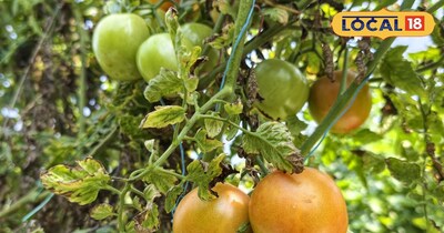 tomato cultivation