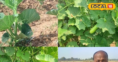 एक क्विंटल लौकी के बीज की कीमत डेढ़ लाख रुपये है.