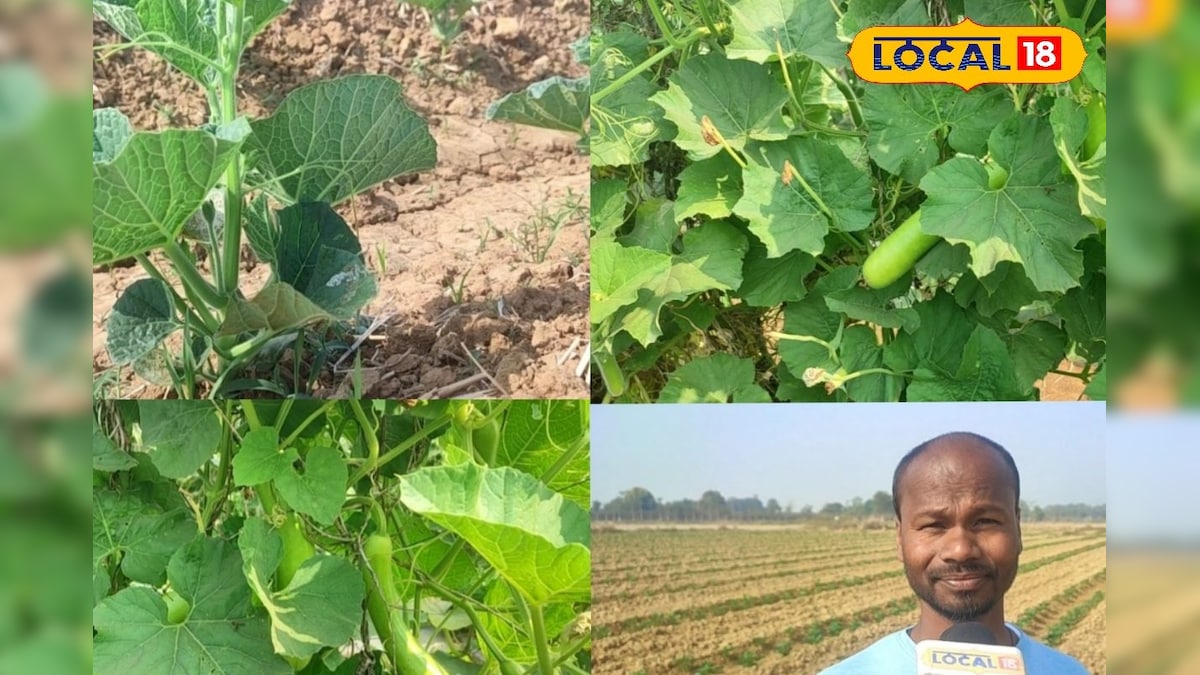 ढाई एकड़ में बीज की खेती, लाखों की कमाई! देखें बस्तर के किसान का सफल मॉडल