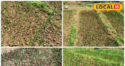 खेती में समय पर बचाव जरूरी है.