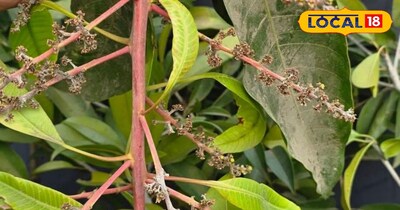 आम का बौर