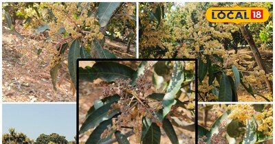 छोटी सी लापरवाही से आम उत्पादन प्रभावित हो सकता है.