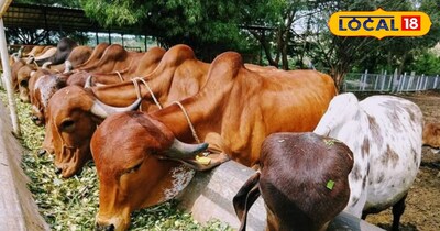 पालतू पशु 