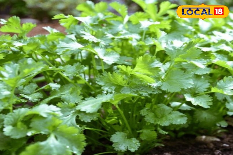 Moradabad news, hindi news, up news, local news, मुरादाबाद समाचार, हिंदी समाचार, लोकल समाचार, यूपी समाचार। Moradabad news, hindi news, up news, local news, मुरादाबाद समाचार, हिंदी समाचार, लोकल समाचार, यूपी समाचार।