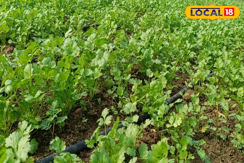 Moradabad news, hindi news, up news, local news, मुरादाबाद समाचार, हिंदी समाचार, लोकल समाचार, यूपी समाचार। Moradabad news, hindi news, up news, local news, मुरादाबाद समाचार, हिंदी समाचार, लोकल समाचार, यूपी समाचार।