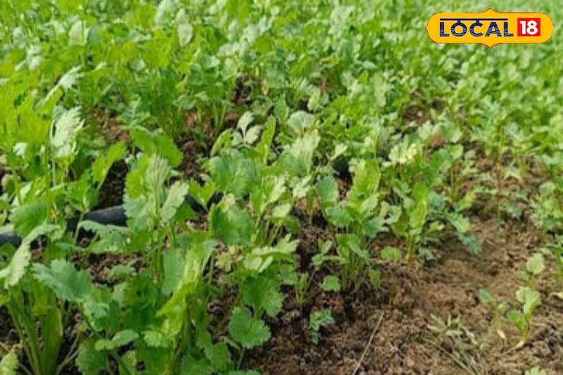 Moradabad news, hindi news, up news, local news, मुरादाबाद समाचार, हिंदी समाचार, लोकल समाचार, यूपी समाचार। Moradabad news, hindi news, up news, local news, मुरादाबाद समाचार, हिंदी समाचार, लोकल समाचार, यूपी समाचार।