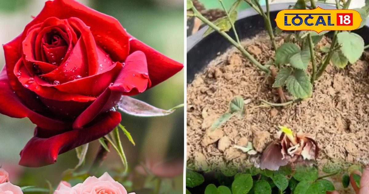 गुलाब में लग गए हैं कीड़े? महंगे स्प्रे छोड़िए, कीटों से मुक्त रखने के लिए अपनाएं प्याज वाला ये देसी उपाय