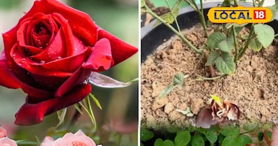 रोज ट्रिक 