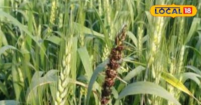 गेहूं की फसल 