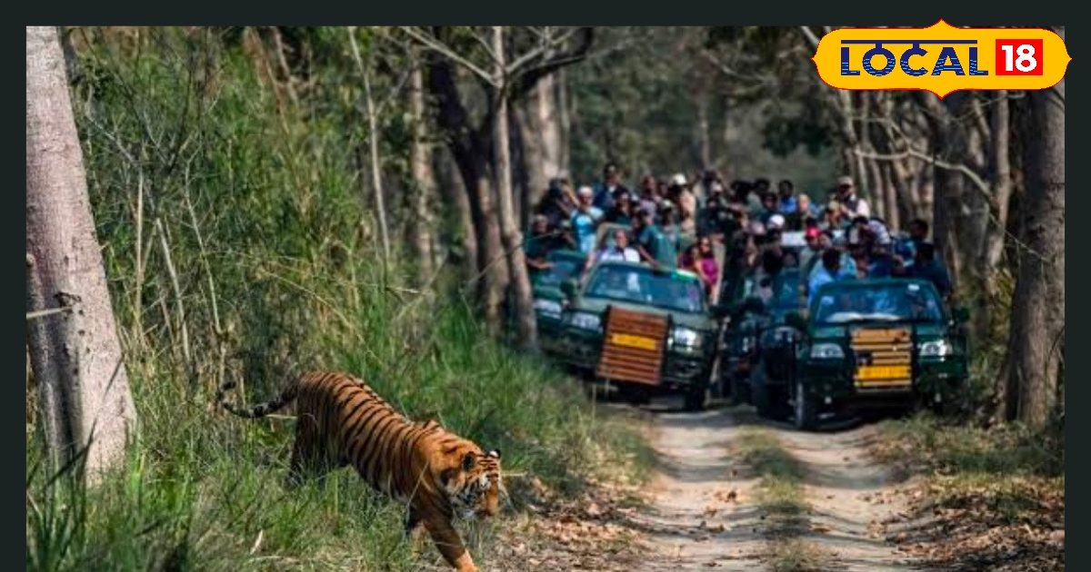 कम बजट में बाघों का दीदार! वाल्मीकि टाइगर रिजर्व में उठाएं सफारी का मजा