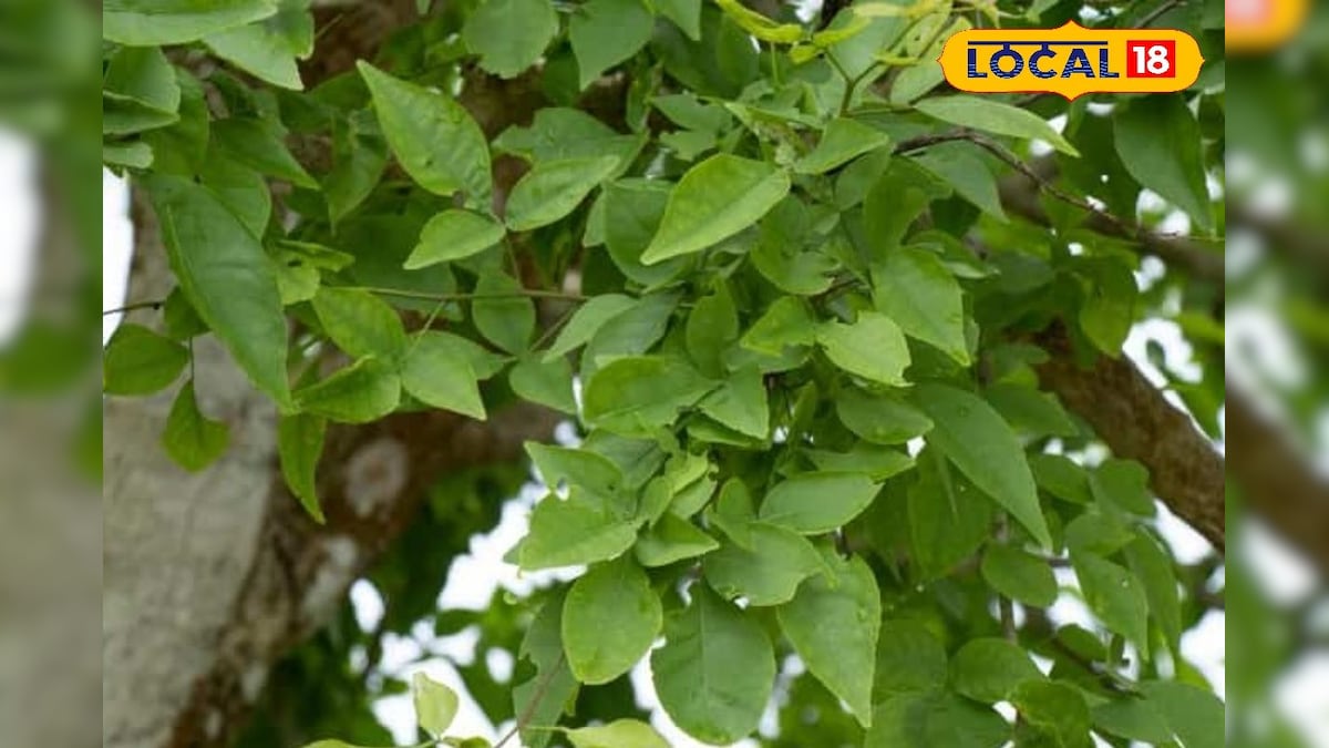 बाल झड़ना रुक जाएगा! बेलपत्र का यह आसान नुस्खा है बालों के लिए अमृत, आज ही आजमाएं