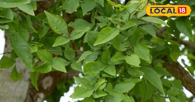 बालों के लिए बेलपत्र के फायदे और उपयोग 