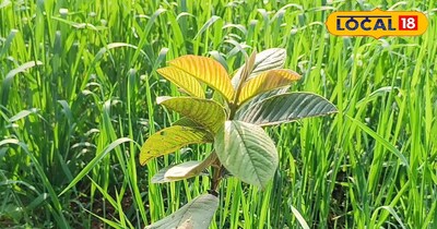 अंतरवर्तीय फसल 