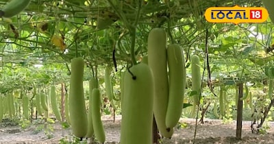 वैज्ञानिक ने दी जानकारी 