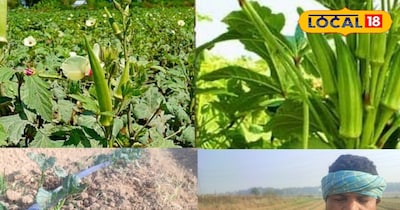 35 हजार खर्च, 3 लाख तक आमदनी भिंडी की खेती से बदली तस्वीर