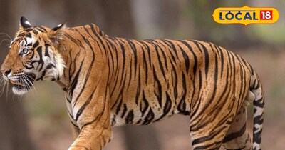 Dholpur Karauli Tiger Reserve