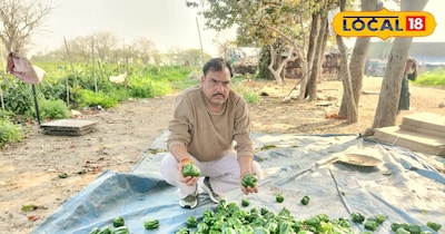 शिमला मिर्च की खेती