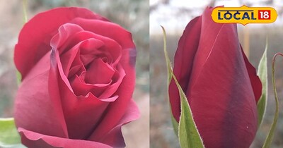 1 महीने में 5 लाख का मुनाफा दे रहा ताजमहल वैरायटी का यह फूल