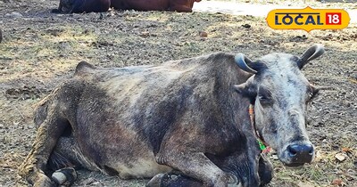 बीमार पशु कि तस्वीर