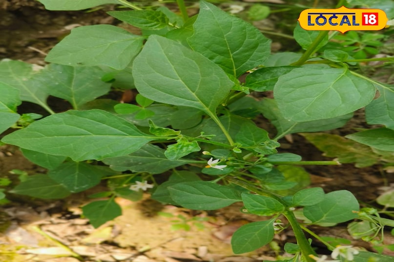 স্থানীয় 18 স্থানীয় 18