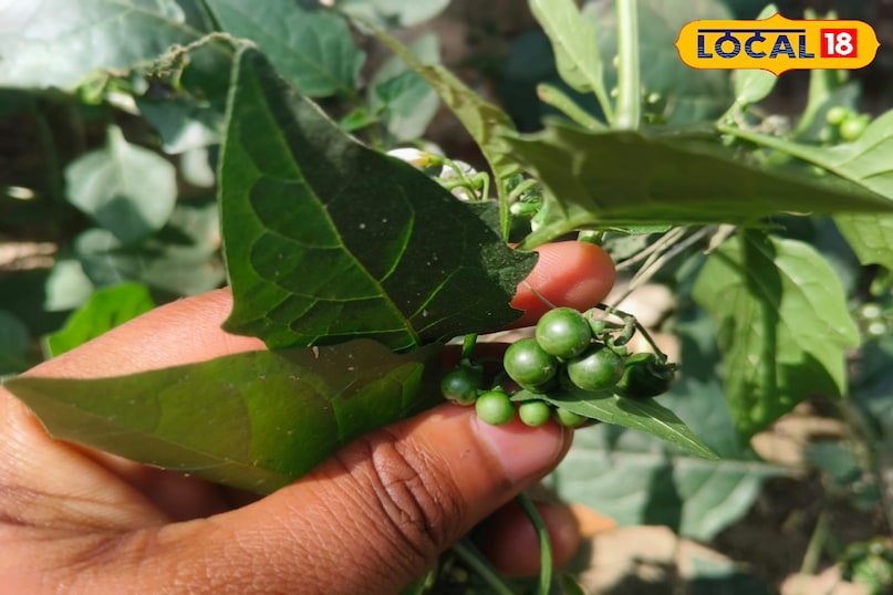 স্থানীয় 18 স্থানীয় 18