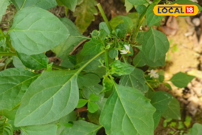 স্থানীয় 18 স্থানীয় 18